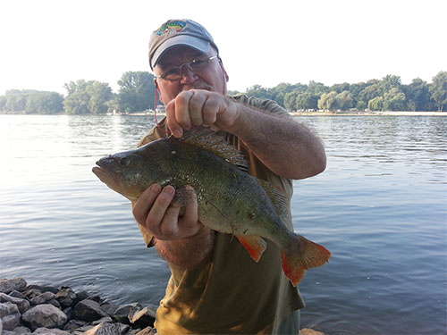 Flussbarsch aus dem Rhein. Länge 45 cm.