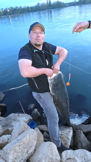 Waller aus dem hessischen Rhein. Waller aus dem hessischen Rhein.