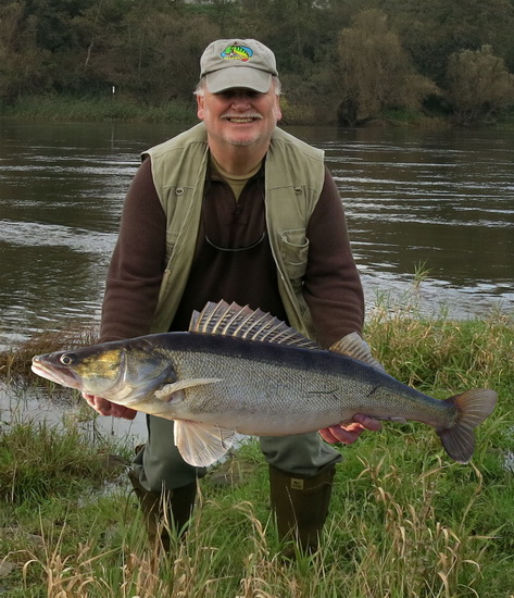 Zander aus der Elbe bei Aken