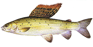 Äsche