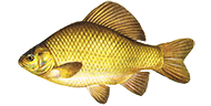 Karausche