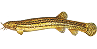 Schlammpeitzger