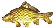 Schuppenkarpfen