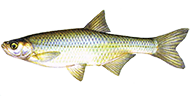 Lachs