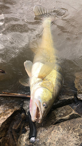 Zander aus dem Rhein.