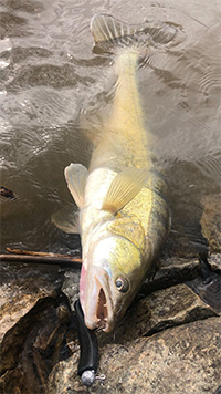 Zander aus dem Rhein