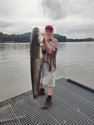 Waller aus dem Rhein. Waller aus dem Rhein.