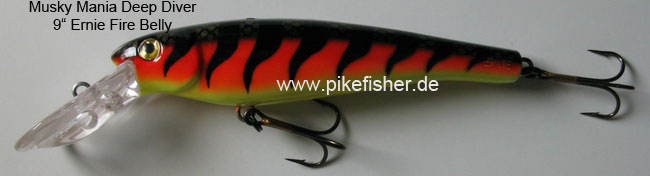 Ernie Deep Diver Fire Belly Ernie Deep Diver Fire Belly
