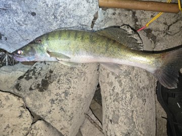 Zander aus dem großen Fluss