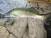 Zander aus dem großen Fluss